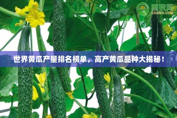 世界黃瓜產(chǎn)量排名榜單，高產(chǎn)黃瓜品種大揭秘！