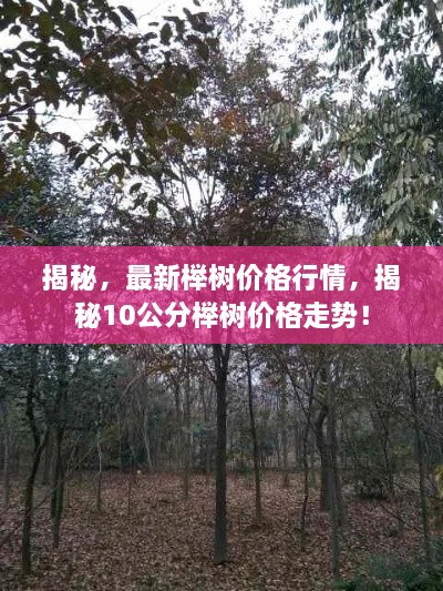 揭秘，最新櫸樹價格行情，揭秘10公分櫸樹價格走勢！