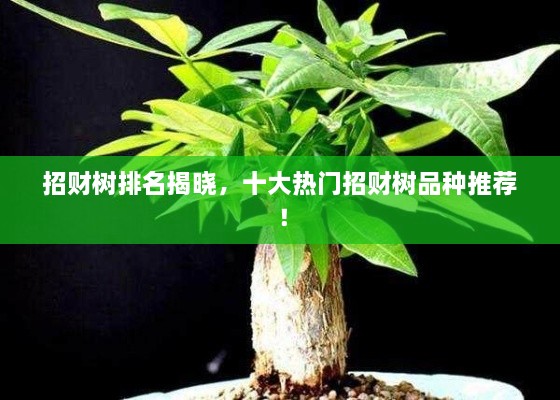 招財(cái)樹(shù)排名揭曉，十大熱門招財(cái)樹(shù)品種推薦！