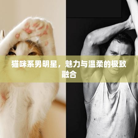貓咪系男明星，魅力與溫柔的極致融合