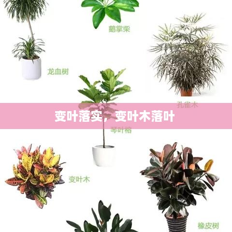 變?nèi)~落實(shí)，變?nèi)~木落葉 